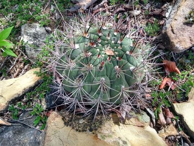 Gymnocalycium pflanzii, photographed by Naturalist Tours