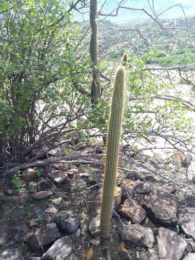 Cleistocactus parviflorus, photographed by Naturalist Tours