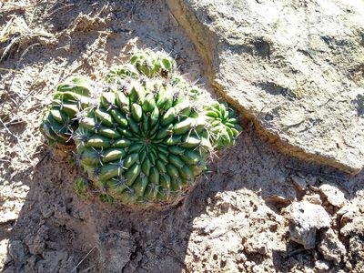 Lobivia cinnabarina, photographed by Naturalist Tours