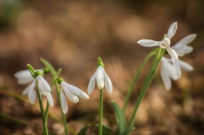 Galanthus plicatus, photographed by Sergey Cherkasov