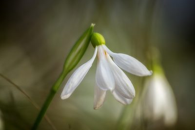 Galanthus plicatus, photographed by Sergey Cherkasov