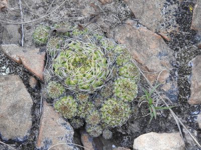 Weingartia canigueralii, photographed by Naturalist Tours
