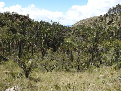 Parajubaea torallyi, photographed by Naturalist Tours