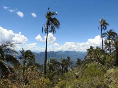 Parajubaea torallyi, photographed by Naturalist Tours