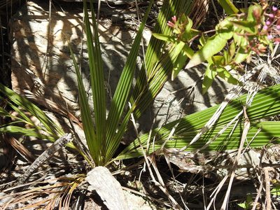Parajubaea torallyi, photographed by Naturalist Tours