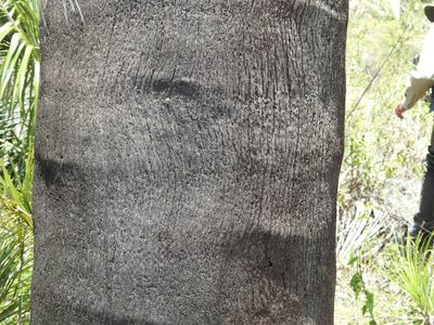 Parajubaea torallyi, photographed by Naturalist Tours