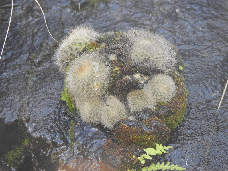 Aylostera deminuta, photographed by Naturalist Tours