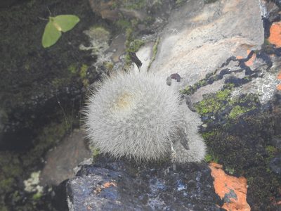 Aylostera deminuta, photographed by Naturalist Tours