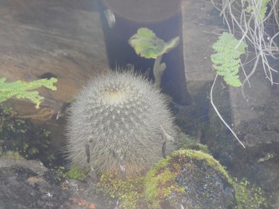 Aylostera deminuta, photographed by Naturalist Tours