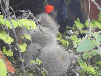 Aylostera deminuta, photographed by Naturalist Tours