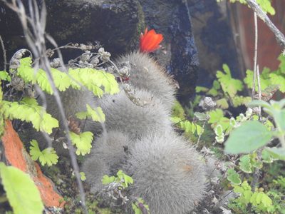 Aylostera deminuta, photographed by Naturalist Tours