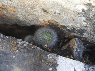 Aylostera deminuta, photographed by Naturalist Tours