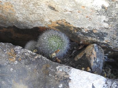 Aylostera deminuta, photographed by Naturalist Tours