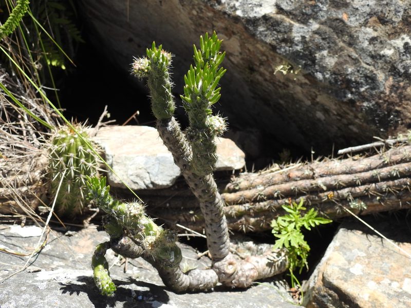 Tephrocactus verschaffeltii, photographed by Naturalist Tours