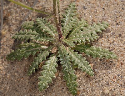 Aliciella monoensis, photographed by Steve Matson