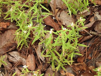 Spermacoce suaveolens, photographed by Neptalí Ramírez Marcial