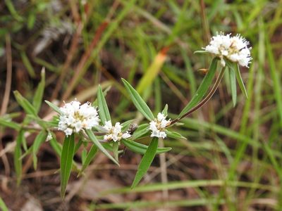 Spermacoce suaveolens, photographed by Neptalí Ramírez Marcial