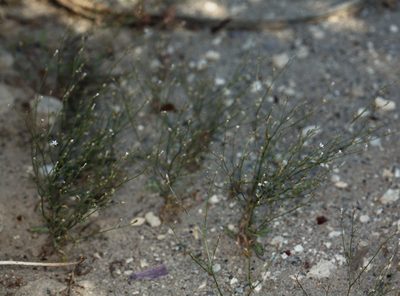 Aliciella monoensis, photographed by Steve Matson