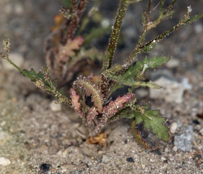 Aliciella monoensis, photographed by Steve Matson