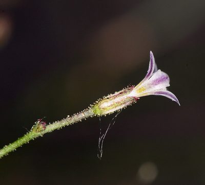 Aliciella monoensis, photographed by Steve Matson