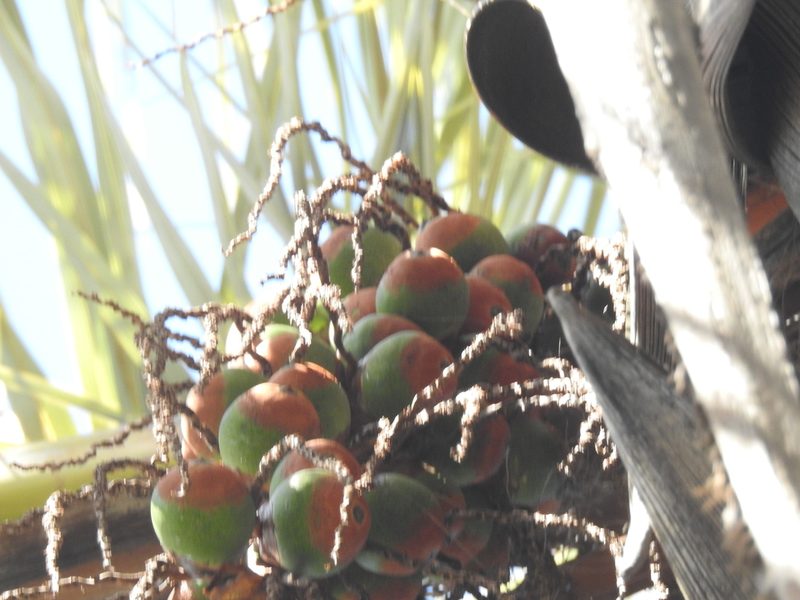 Parajubaea torallyi, photographed by Naturalist Tours