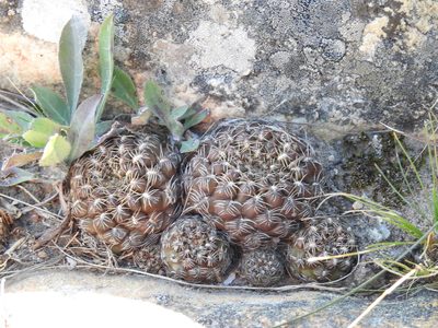 Weingartia canigueralii, photographed by Naturalist Tours