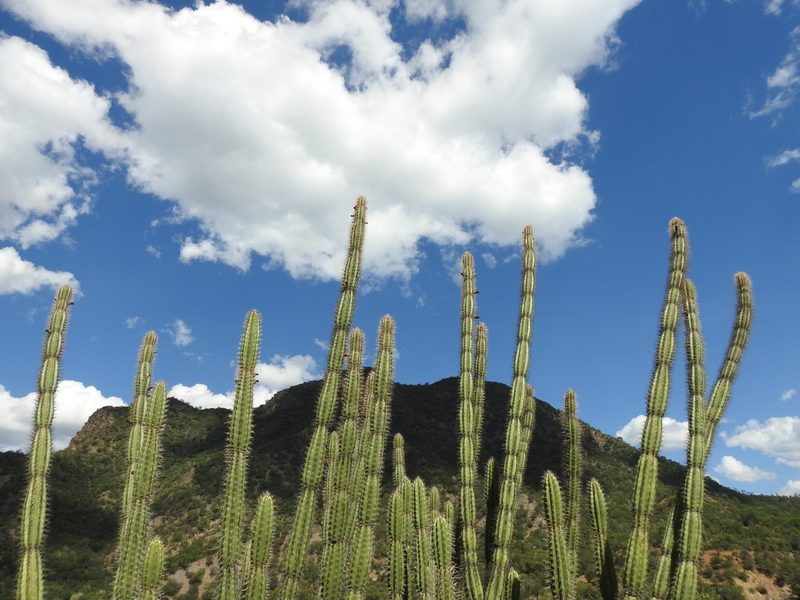 Castellanosia caineana, photographed by Naturalist Tours