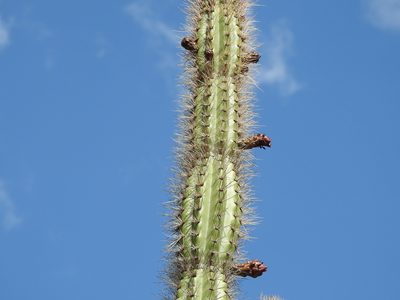 Castellanosia caineana, photographed by Naturalist Tours