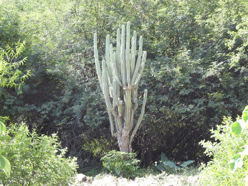 Cereus stenogonus, photographed by Naturalist Tours
