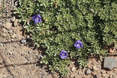 Aptosimum procumbens, photographed by Tony Rebelo