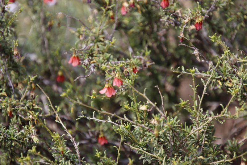 Hermannia linearifolia, photographed by Tony Rebelo