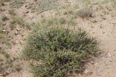 Hermannia linearifolia, photographed by Tony Rebelo