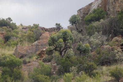 Cussonia paniculata, photographed by Tony Rebelo