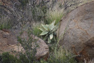 Aloe striata, photographed by Tony Rebelo