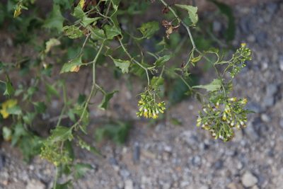 Senecio deltoideus, photographed by Tony Rebelo