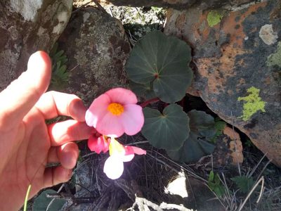 Begonia veitchii, photographed by Naturalist Tours