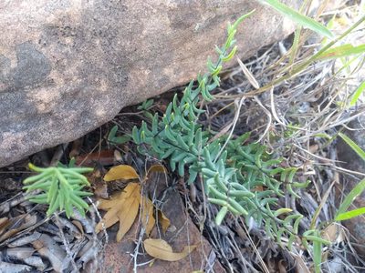 Pellaea ternifolia, photographed by Naturalist Tours