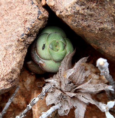 Crassula hemisphaerica, photographed by Di Turner