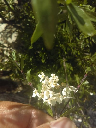 Machaonia coulteri, photographed by Jose Antonio Aranda Pineda