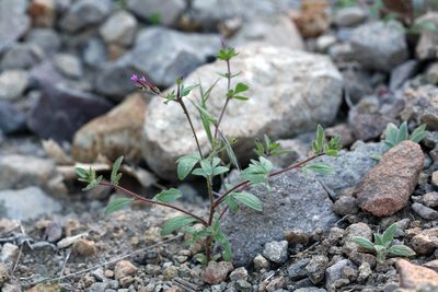 Allophyllum divaricatum, photographed by Steve Matson