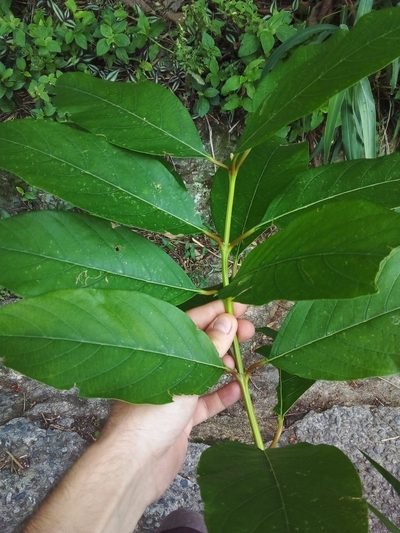 Citharexylum myrianthum, photographed by Victor Farjalla Pontes