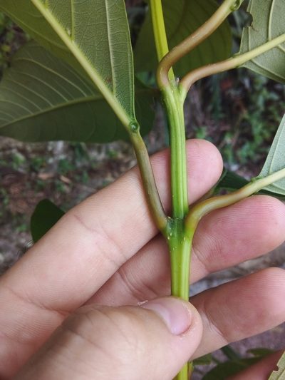 Citharexylum myrianthum, photographed by Victor Farjalla Pontes