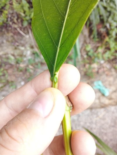 Citharexylum myrianthum, photographed by Victor Farjalla Pontes