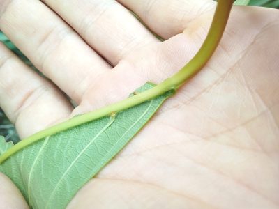 Citharexylum myrianthum, photographed by Victor Farjalla Pontes