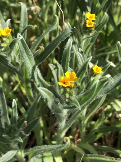 Amsinckia lycopsoides, photographed by Al Kordesch