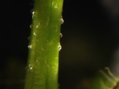 Bidens trichosperma, photographed by Lena Struwe