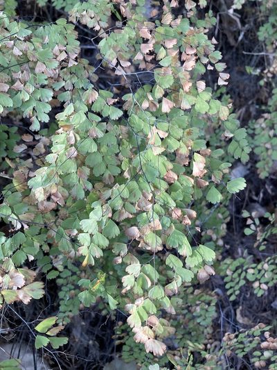 Adiantum andicola, photographed by Juanito Escamilla