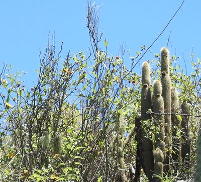 Cleistocactus tominensis, photographed by Naturalist Tours