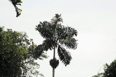 Socratea exorrhiza, photographed by Martha Lucia Ortiz-Moreno