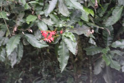 Warszewiczia coccinea, photographed by Martha Lucia Ortiz-Moreno